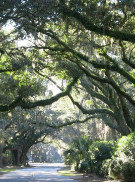 spanish moss covered road