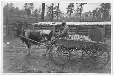 Cow pulling a cart circa 1940