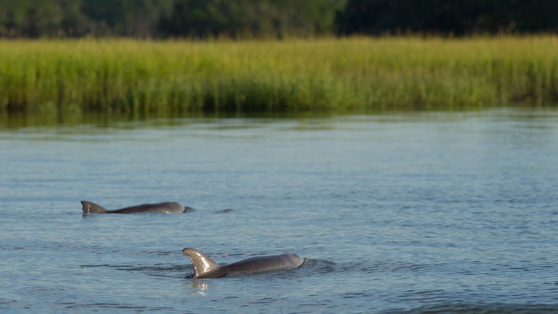 Explore the wildlife on the Savannah Wildlife Refuge or Coastal Dolphin Eco Tours!