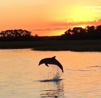 dolphin