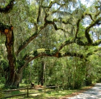 tree