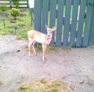 deer