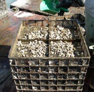 oyster
