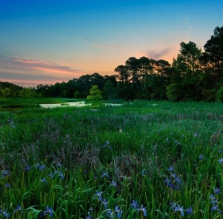 Robert Cupps course marsh