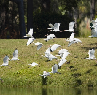 birds flying low over the water