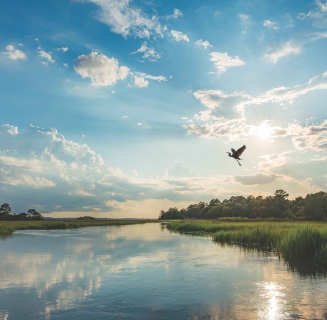 view of water and sky with large bird
