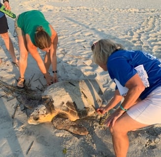 Sea Turtle Patrol Helping Turtle on the Beach