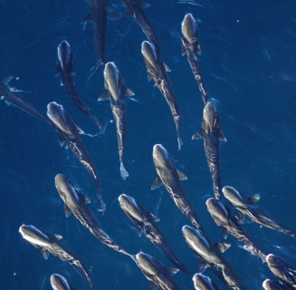 cobia
