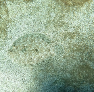 flounder