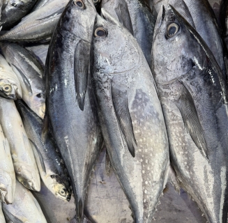 mackerel