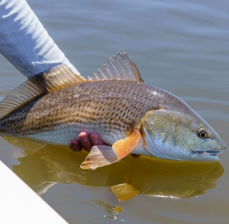 redfish