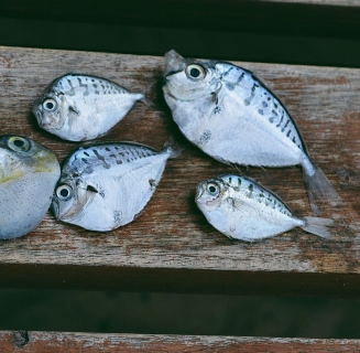 sheapshead_fish