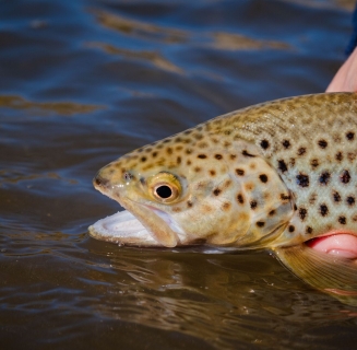 spotted_seatrout