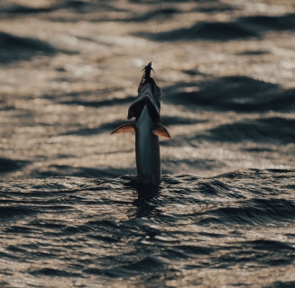tarpon