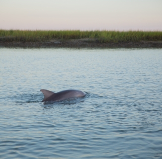 dolphin