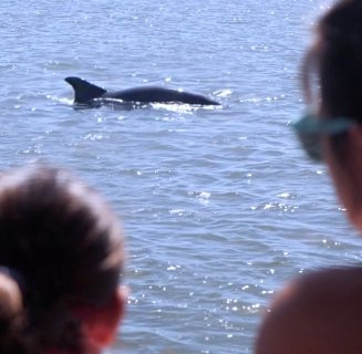 Dolphin Tours