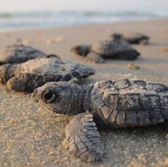 Small baby turtles on a beach.