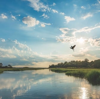 view of water and sky with large bird 