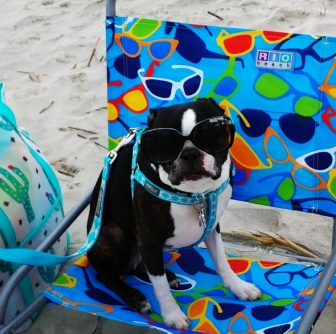 Pup friendly homes and villas on Hilton Head Island!