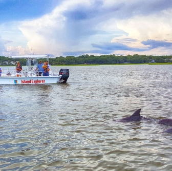 See dolphins up close on Island Explorer's Premium Private Tours