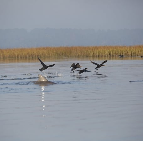 birds flying low over the water