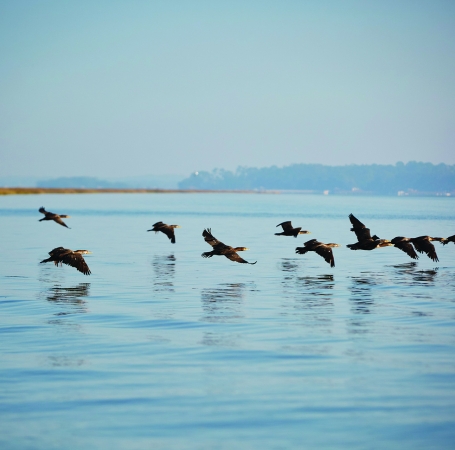 birds flying low over the water