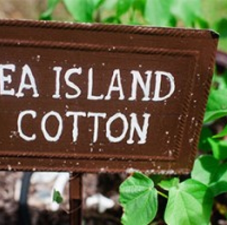 Wooden sign that says Sea Island Cotton
