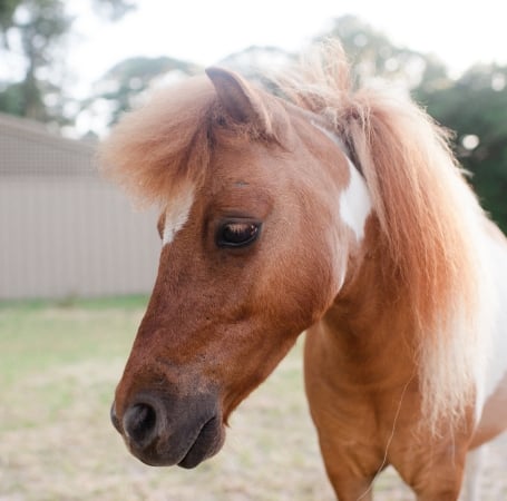 Horse portrait