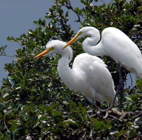 great egret birds
