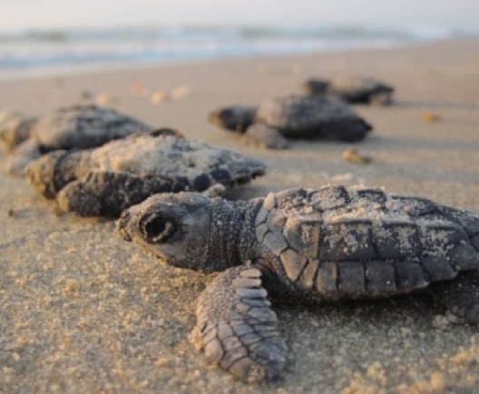 Small baby turtles on a beach.