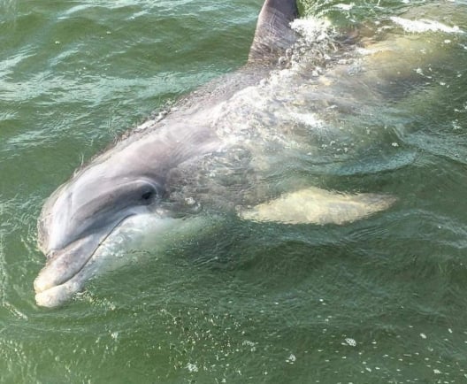 dolphin