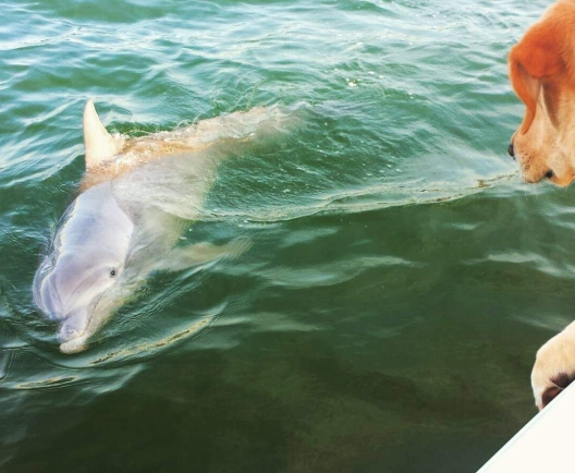 dog dolphin