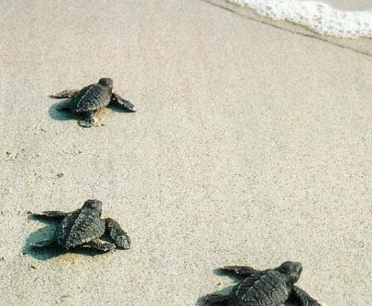 Hudson students give baby turtles a head start