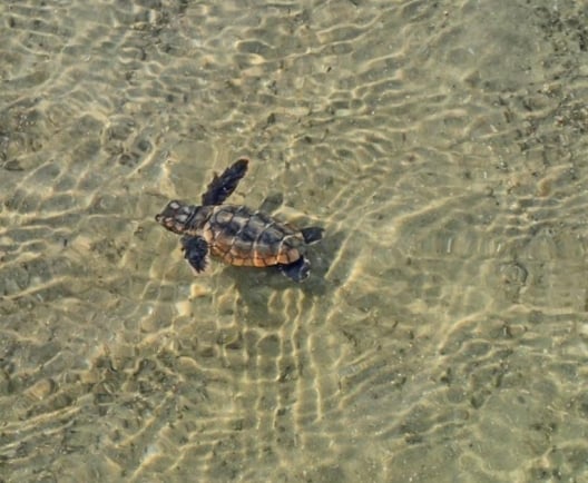 turtle
