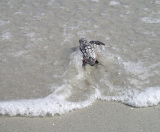 turtle