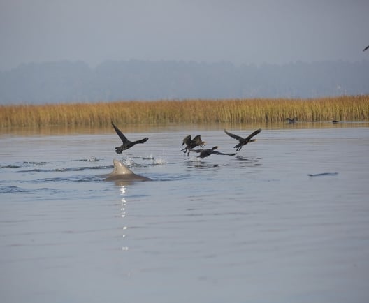 birds flying low over the water