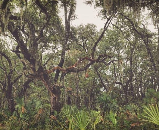 Trees on Daufuskie