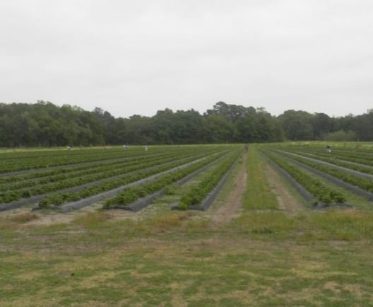 berry farm