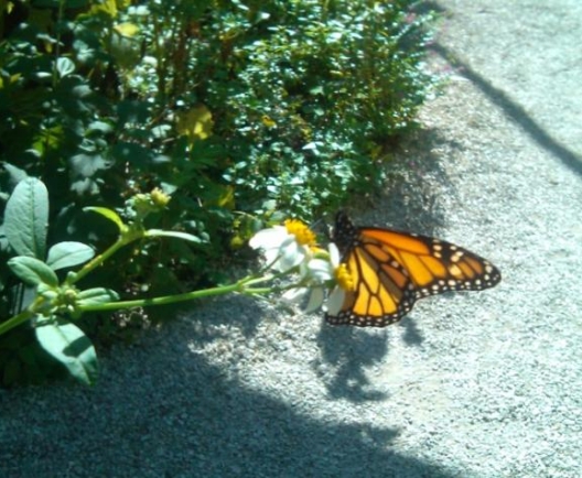 Butterfly