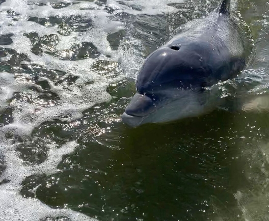 dolphin