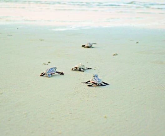turtles