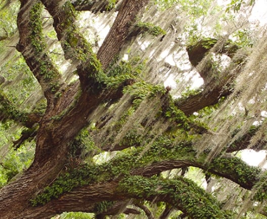 Oak Tree
