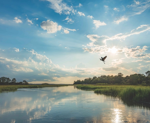 view of water and sky with large bird 