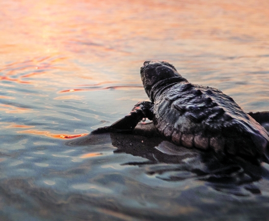 turtle in water with sunset