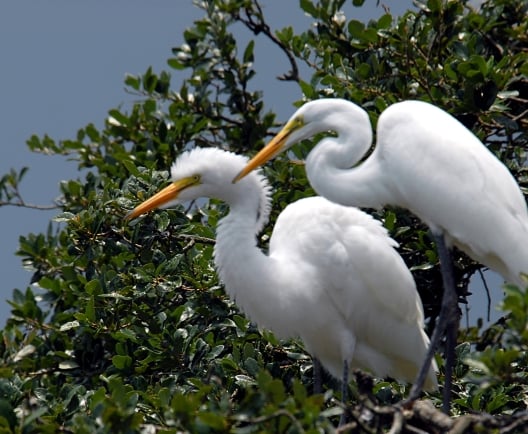 great egret birds