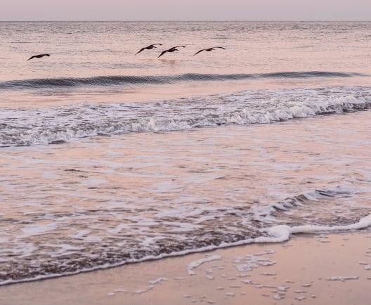 sunset and dolphins 