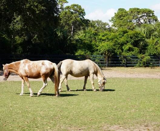 Two horses in a field