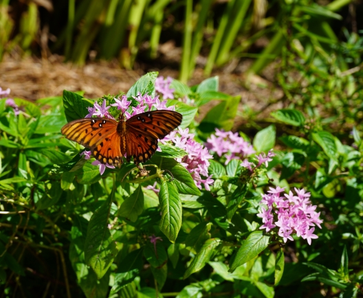 nature