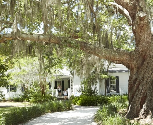 trees and a house