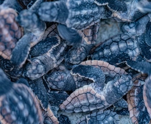turtle hatchlings